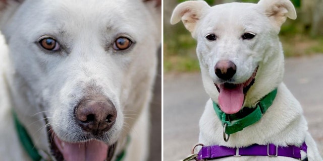 Two views of Sahteene, a five-year-old dog up for adoption in New York.