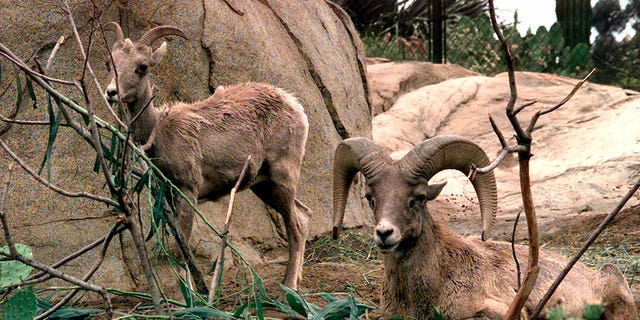 Desert bighorn sheep eat and rest in the Condor Ridge exhibit at the San Diego Wild Animal Park on May 25, 2000.