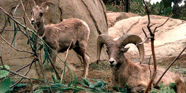 Desert bighorn sheep eat and rest in the Condor Ridge exhibit at the San Diego Wild Animal Park on May 25, 2000.