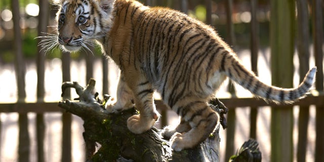 A 14-week-old tiger cub plays in an enclosure at Bell Zoo in Hunsrück, Germany, Dec. 7, 2022.