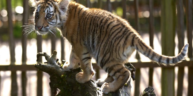 A 14-week-old tiger cub plays in an enclosure at Bell Zoo in Hunsrück, Germany, Dec. 7, 2022.