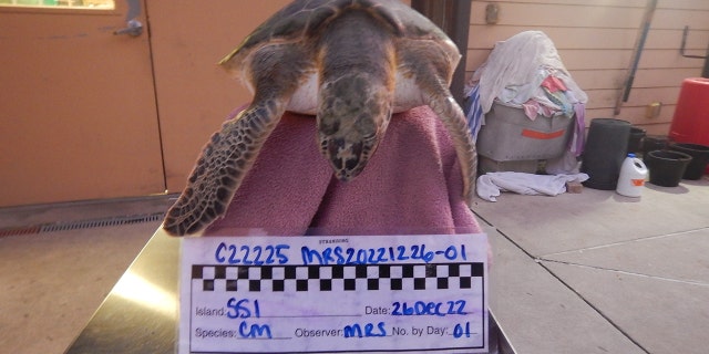 The Georgia Sea Turtle Center usually receives one to two cold-stunned sea turtles per year, but this year was an exception when they rescued five sea turtles.