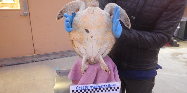 Once the turtles respond well to the treatment and improve in health, they will be released back into the wild.