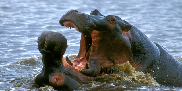 Two hippo bulls (Hippopotamus amphibius) fighting in water of lake, Kruger National Park, South Africa.