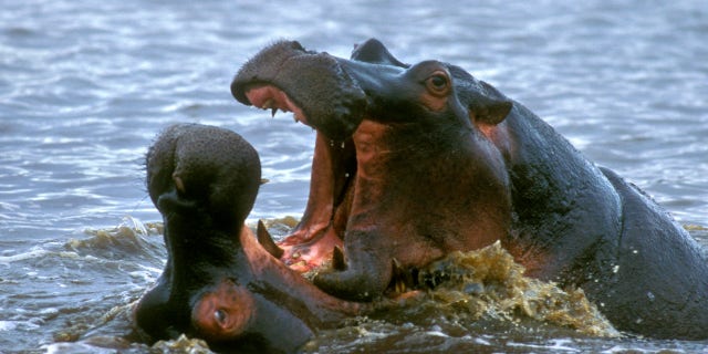 Two hippo bulls (Hippopotamus amphibius) fighting in water of lake, Kruger National Park, South Africa.