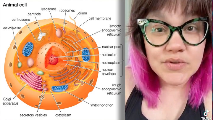 Mandi-Jung-cell-biology.jpg