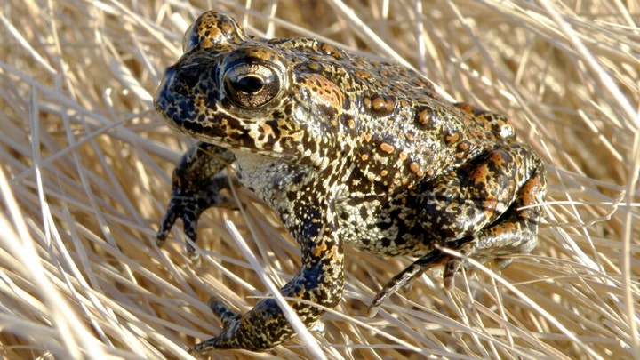 Biden admin. names Nevada toad endangered, hampering construction of geothermal plant Biden admin. names Nevada toad endangered, hampering construction of geothermal plant