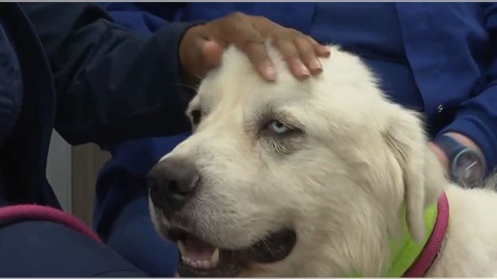 Georgia sheepdog fights off, kills 8 coyotes after pack attacks his sheep Georgia sheepdog fights off, kills 8 coyotes after pack attacks his sheep