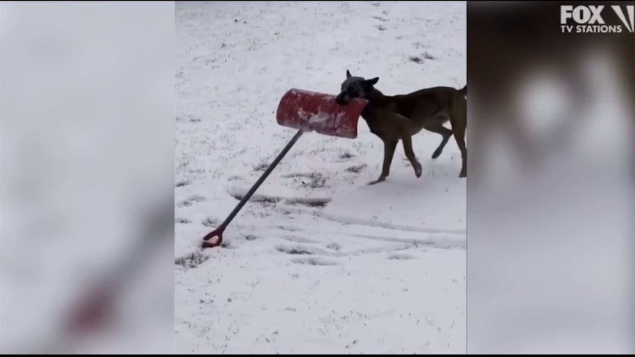 Vermont Police K9 helps shovel snow in adorable video