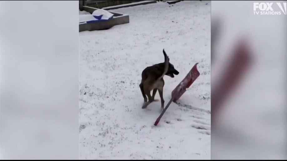 dog playing with a shovel in the snow