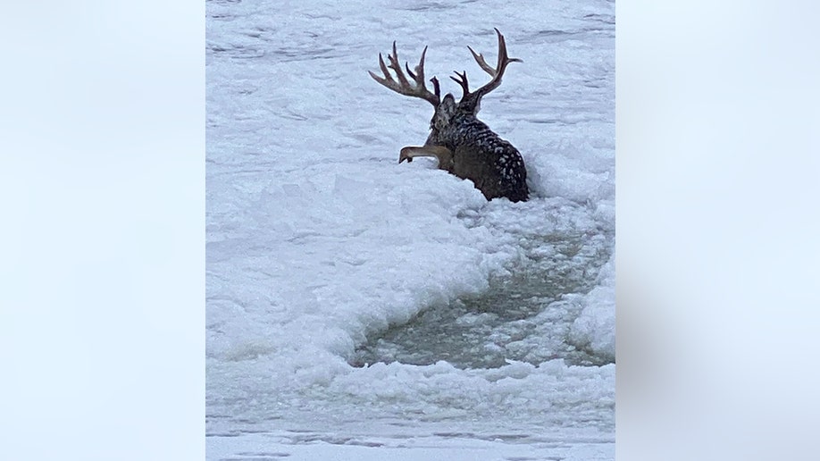 buck trapped in icy river