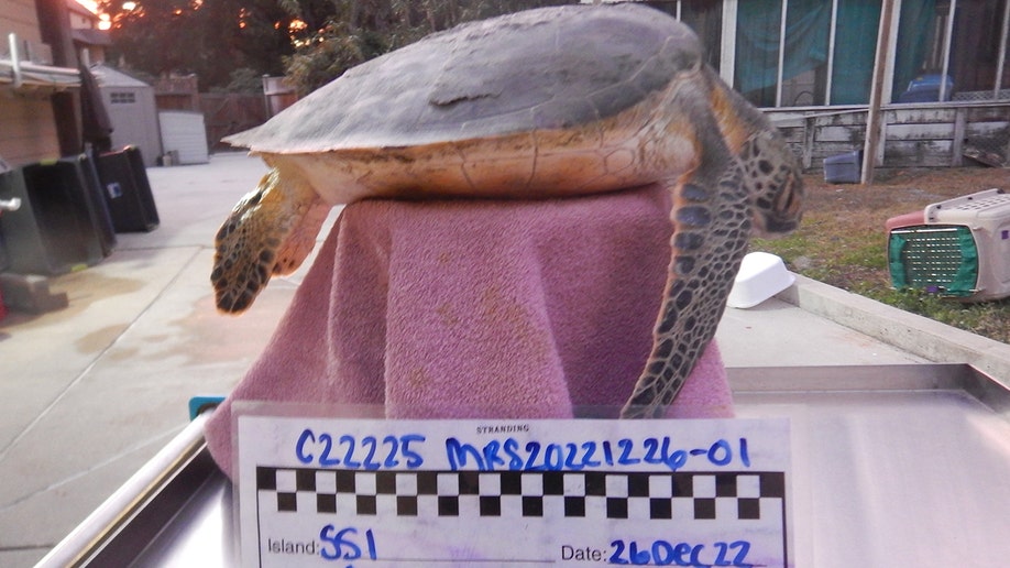 cold-stunned sea turtle