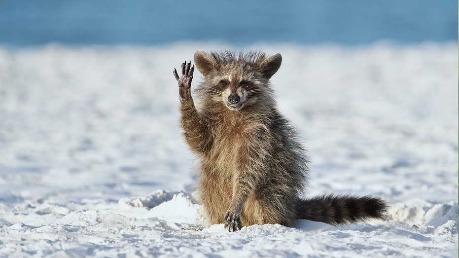 Japan grappling with invasive raccoon population