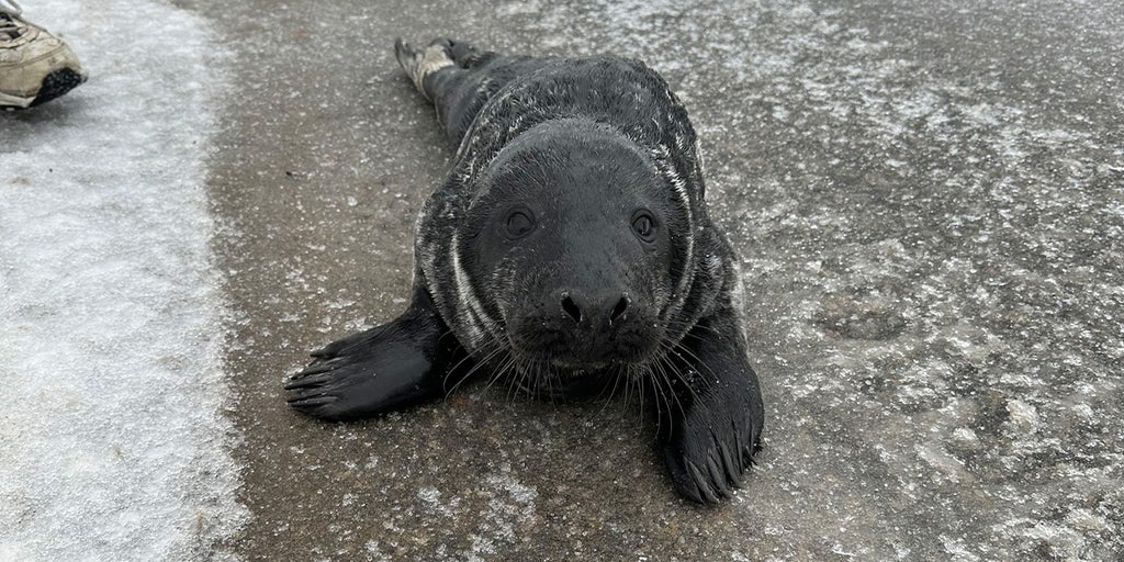 Maine town helps determined seal after it repeatedly comes ashore during snowstorm