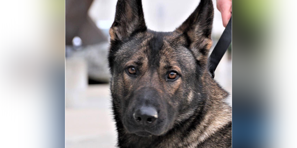 Washington police dog retiring after nabbing 166 suspects during nearly 10 years of service