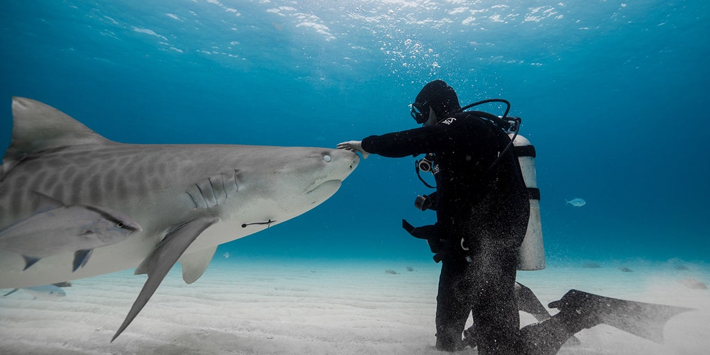 NFL super agent wrestles 9-foot shark in open waters, avoids