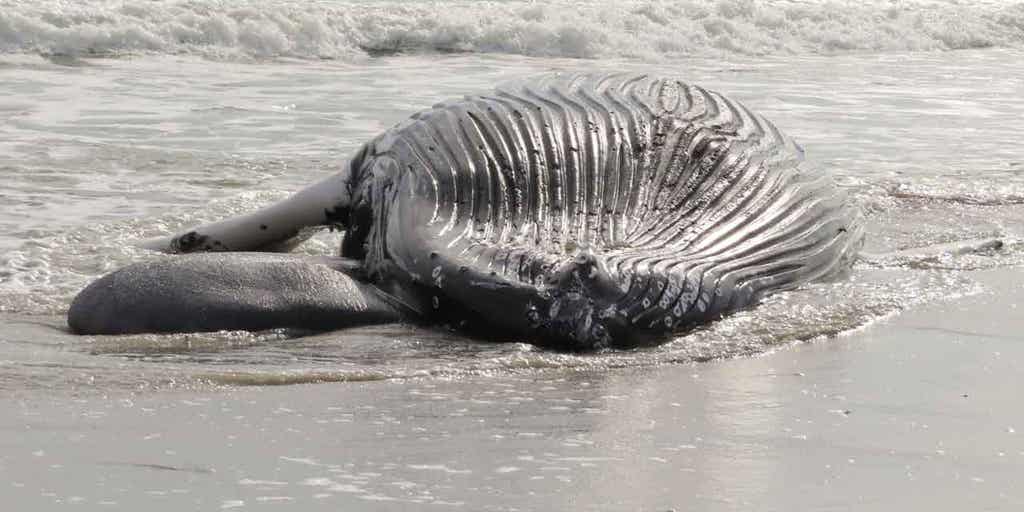 New Jersey environmental, fishing groups say there is 'no evidence' offshore wind is killing whales - Vimarsana News