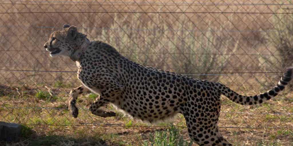 India to receive 12 cheetahs from South Africa as part of a plan to reintroduce the cats into the country