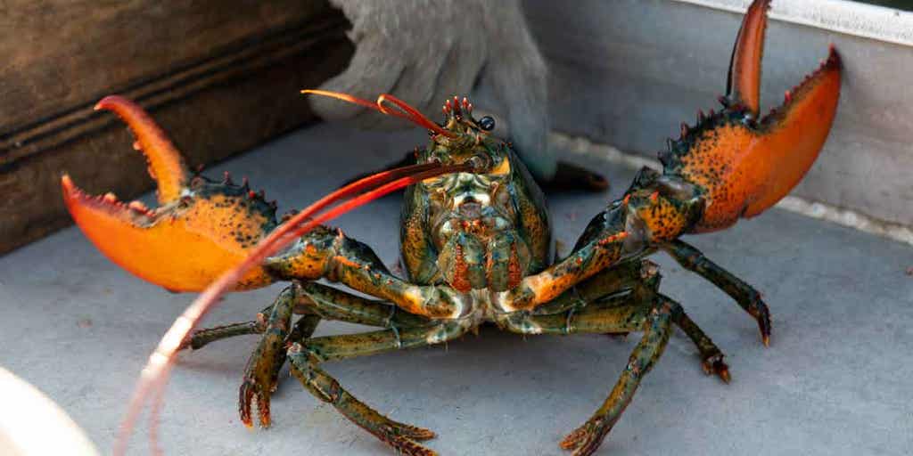Lobster fishermen claw at 'unconstitutional' boat tracking mandate - Vimarsana News