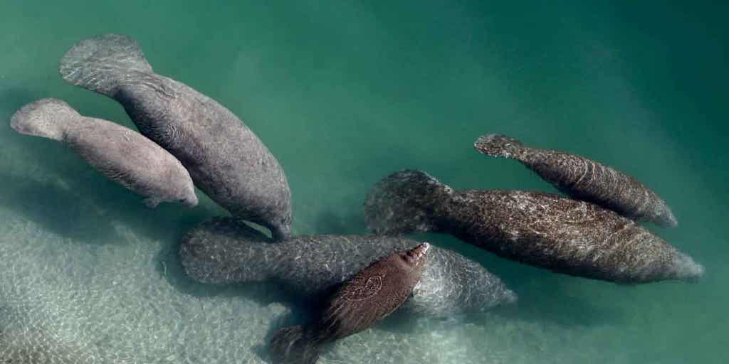 Over 6 dozen Florida manatees suffering from starvation sent to rehabilitation centers - Vimarsana News