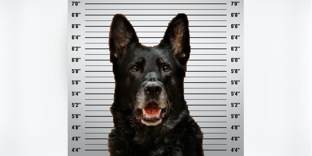 Michigan police department releases mugshot of K-9 accused of 'stealing' coworker's lunch