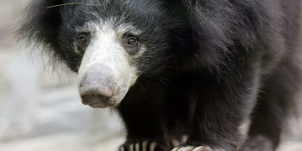 Three sloth bears die in freezing temperatures after plane grounded at Belgium airport: report