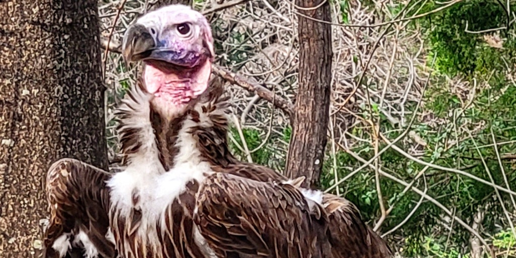 Dallas Zoo offers $10K reward after vulture's ‘suspicious’ death