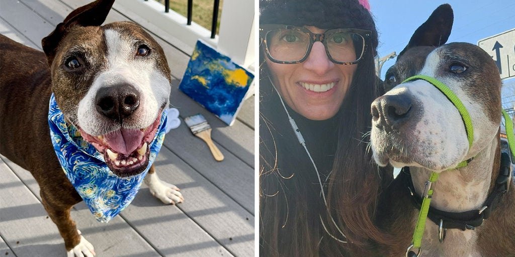 Van Gogh, a one-eared dog in desperate need of a new home, 'paints' his way to adoption - Vimarsana News