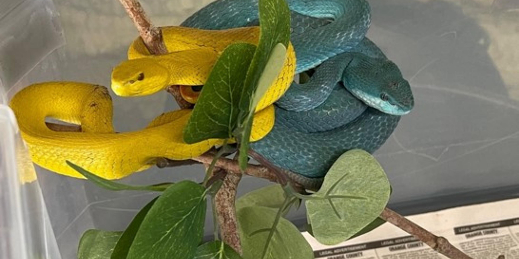 Florida Fish and Wildlife targets ring that illegally trafficked cobras, vipers, and other venomous snakes - Vimarsana News