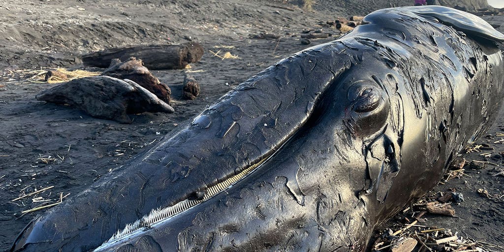 3rd dead whale washes up on OR coast within a week