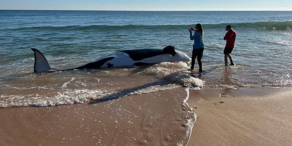 21-foot orca whale dead in Florida after getting beached | Fox News
