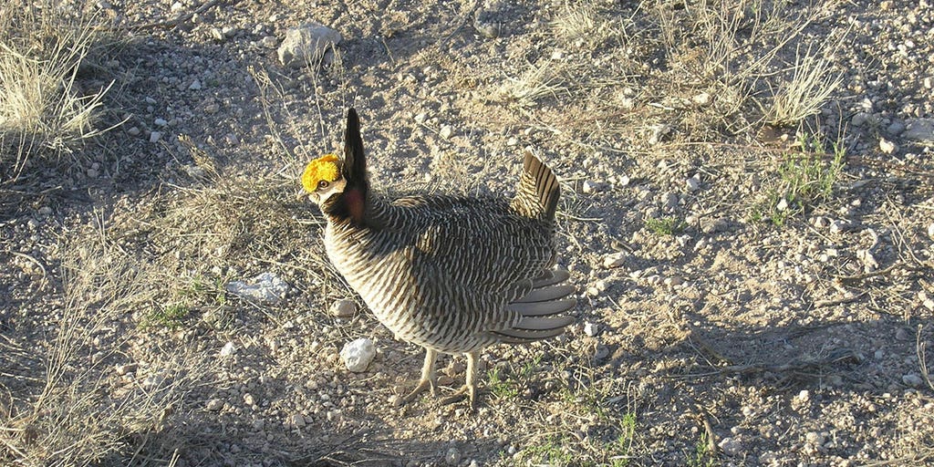 Biden administration delays protections for imperiled bat, prairie chicken