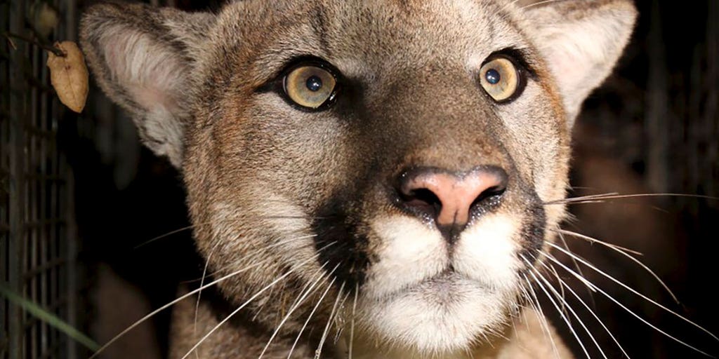 Cougar studied by CA biologists found dead likely due to vehicle collision