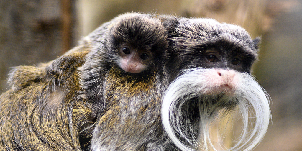 Dallas Zoo says two emperor tamarin monkeys were taken from their enclosure