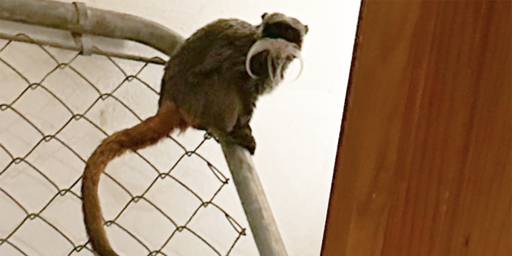 Dallas police locate two monkeys in abandoned home after they were stolen from zoo