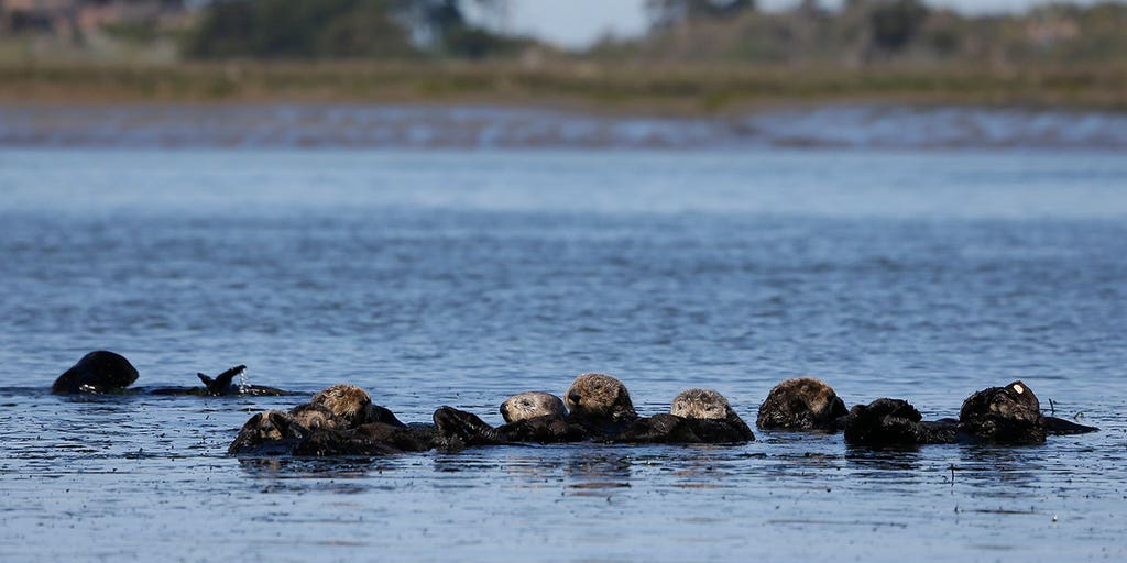 Sea otters petitioned to be reintroduced along West Coast