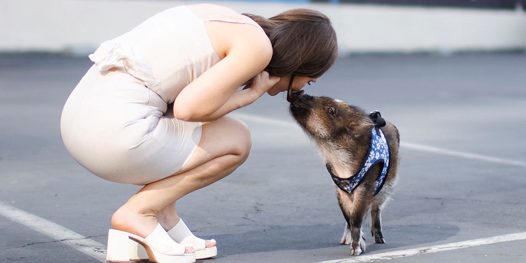 California woman treats pet pig like her child, goes viral on TikTok - Vimarsana News