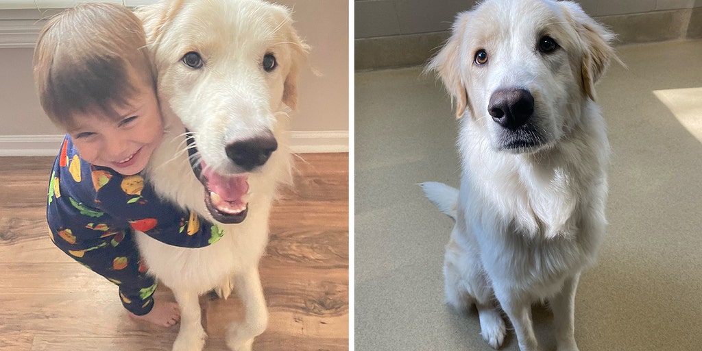 After 14 failed adoptions, North Carolina pup with 'unlucky' history goes viral, finally finds a home - Vimarsana News