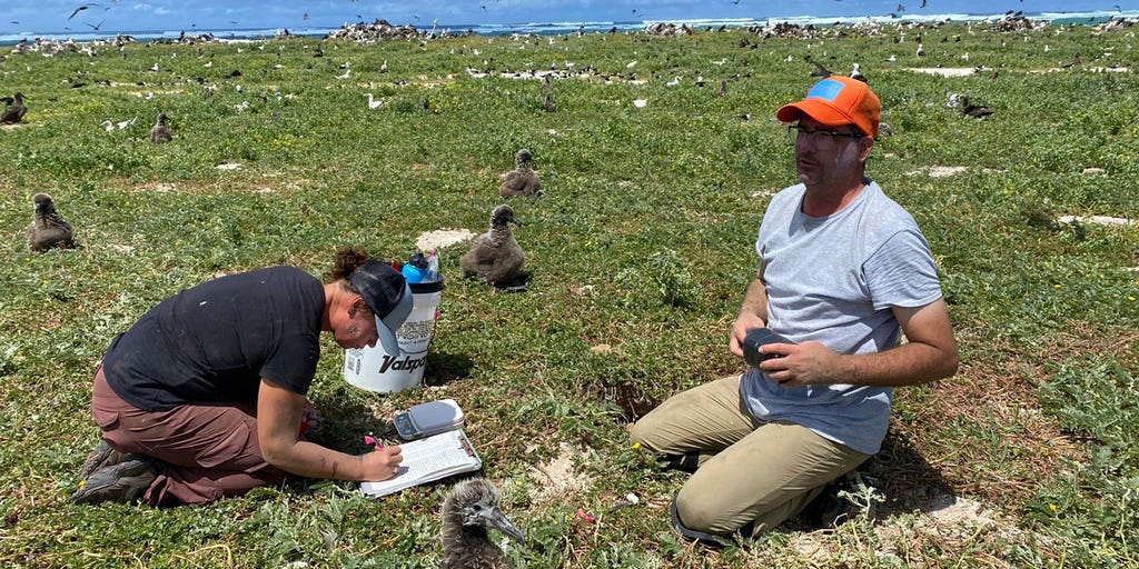 Hawaii seabirds, other species relocated by once-hesitant climate activists - Vimarsana News