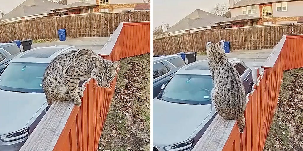 Texas family's Ring doorbell camera captures bobcat perched on their backyard fence: 'I was terrified' - Vimarsana News
