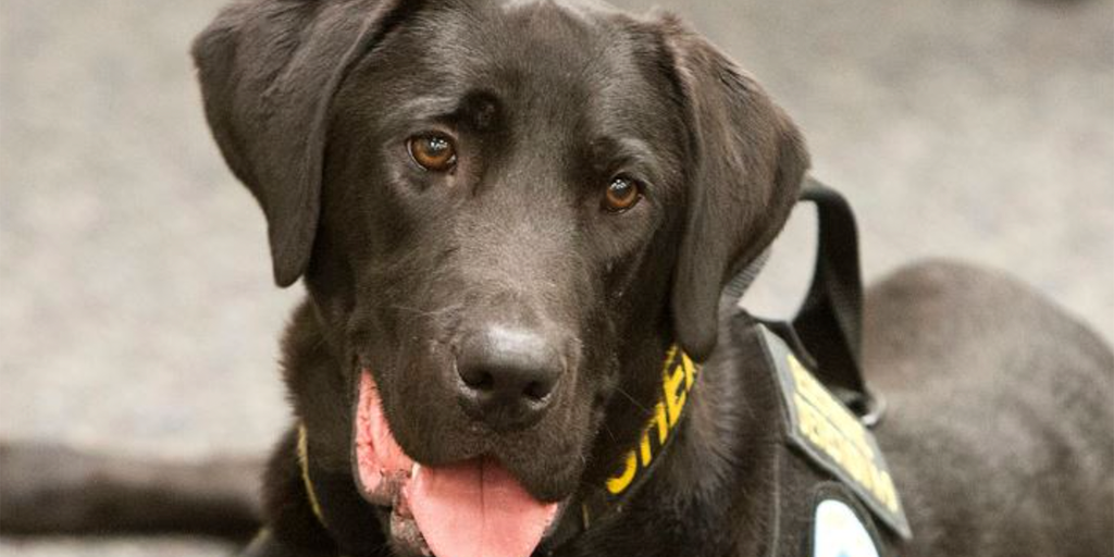 Utah sheriff's office mourns death of 'porn-sniffing dog' that helped put pedophiles behind bars - Vimarsana News