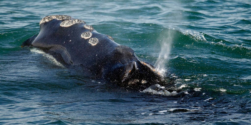 US government denies emergency call to slow ships in order to ease whale strikes