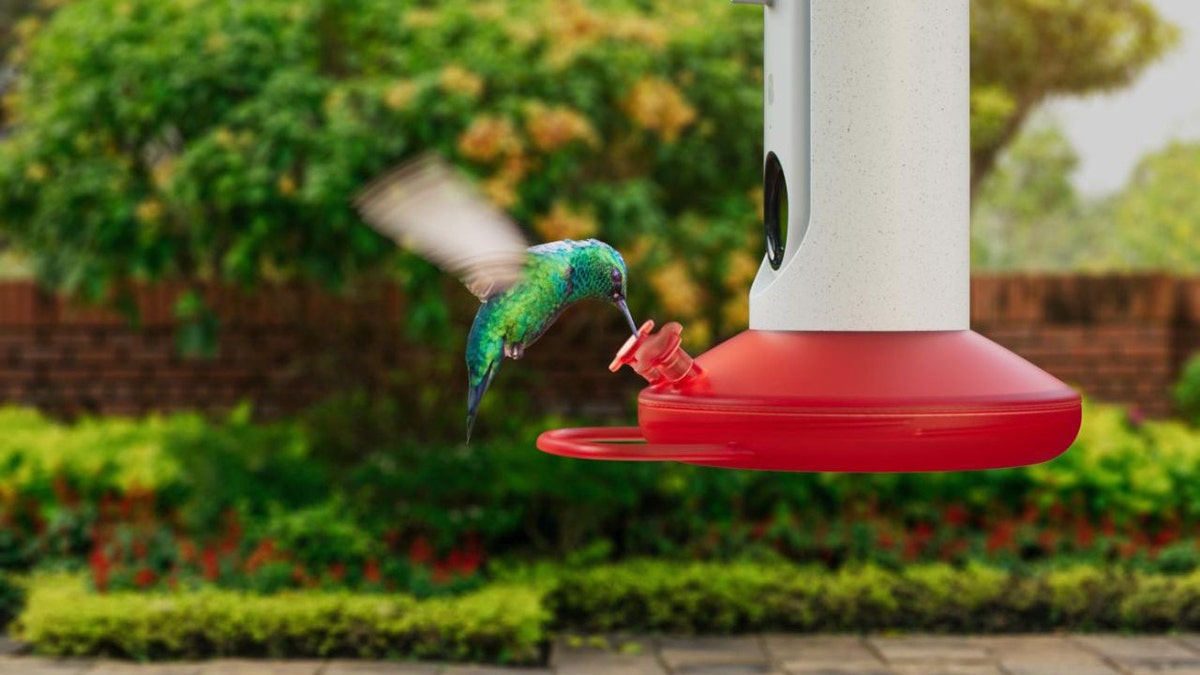 Bird feeder in backyard with greenery