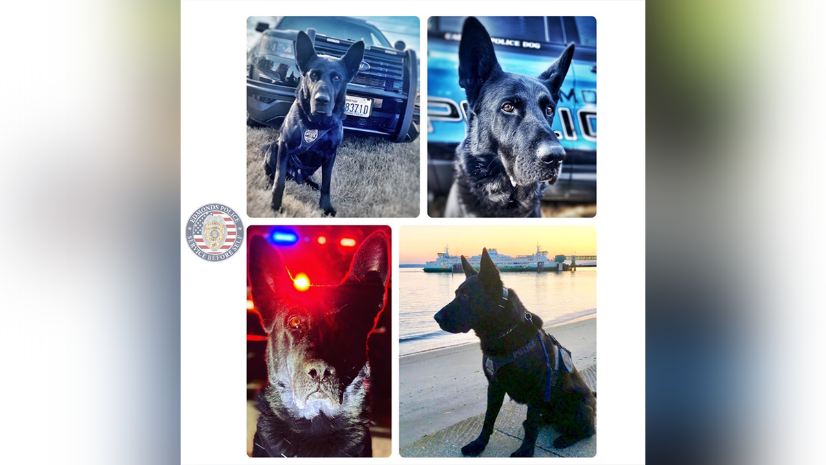 K9 Hobbs