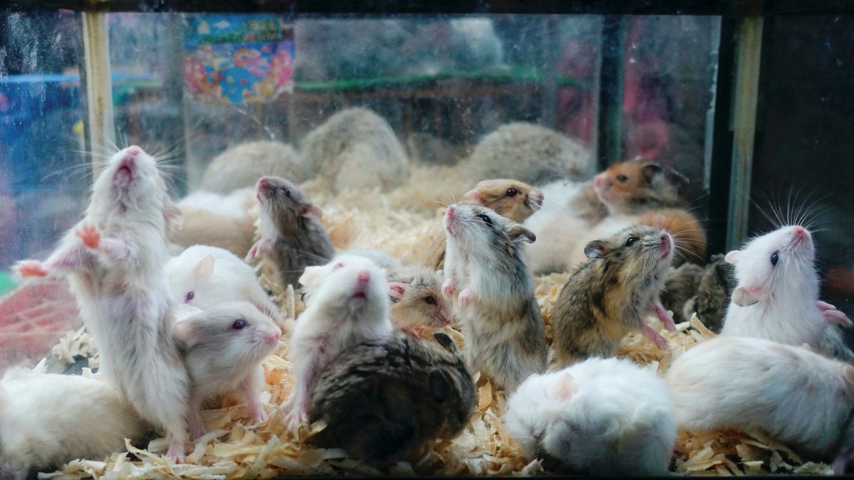 Hamsters pet shop