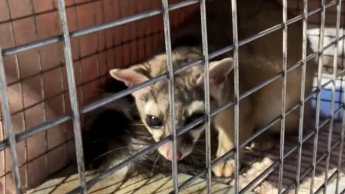 Ringtail cat caught living in Kohl's for three weeks