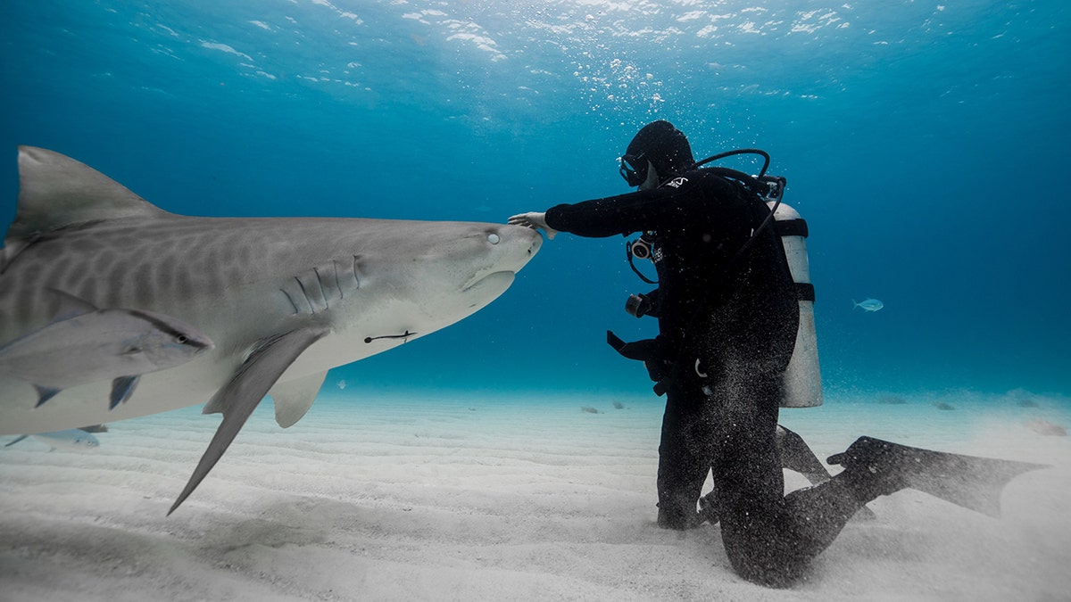 Paul de Gelder with shark