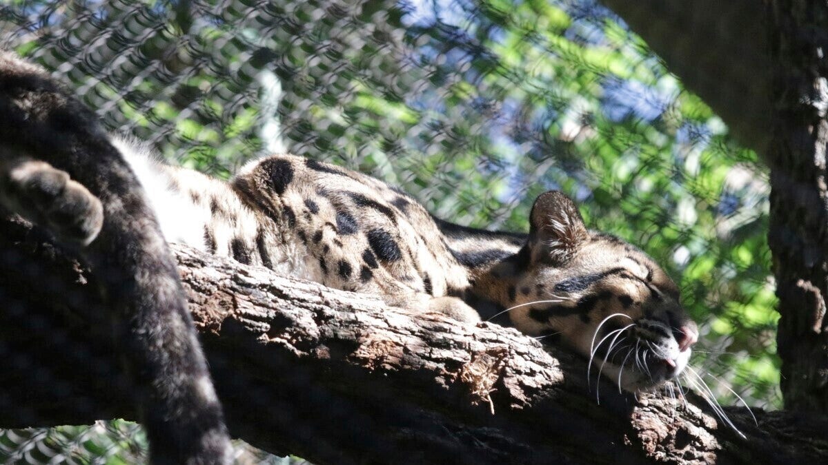 Nova the clouded leopard resting