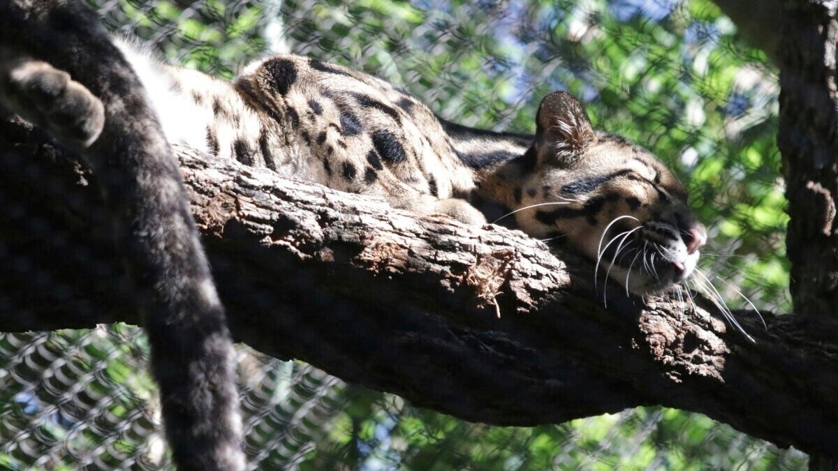 Nova the clouded leopard resting