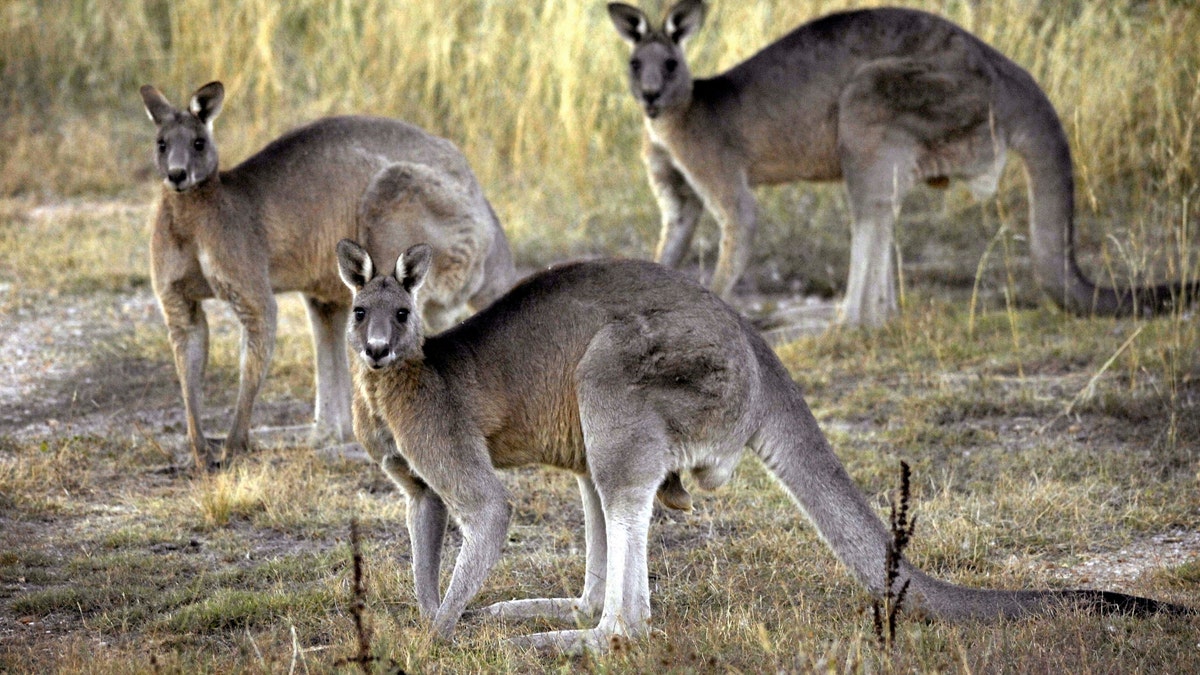 A pack of grey kangaroos